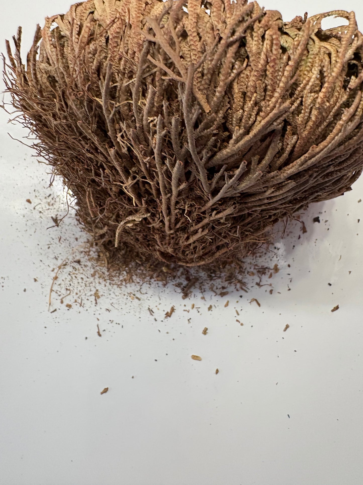 Rose of Jericho