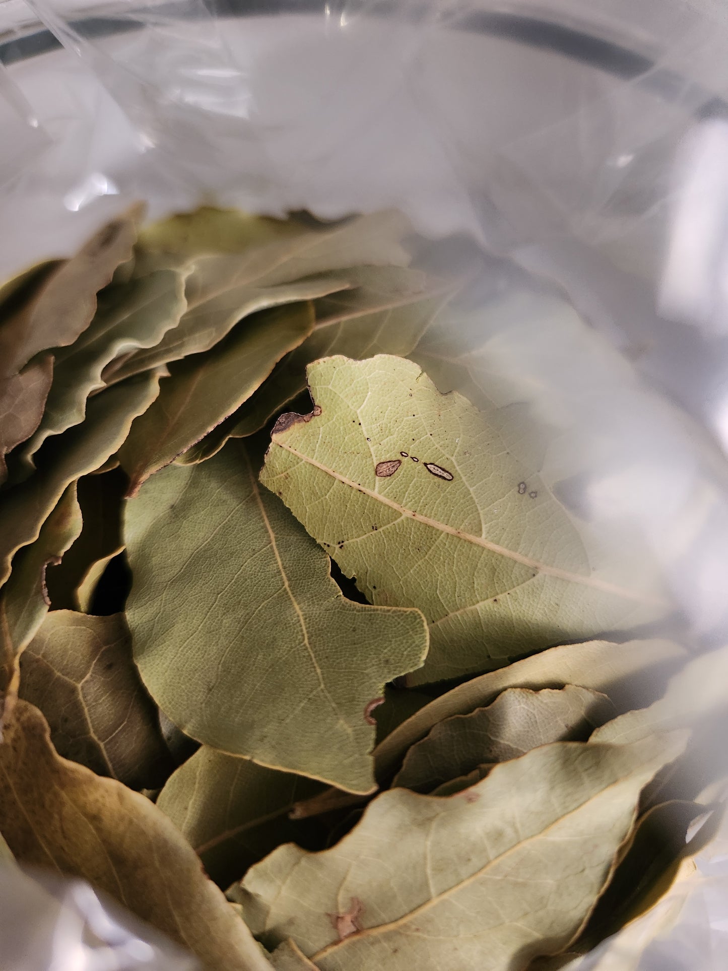 Bay Leaf (Laurus nobilis)