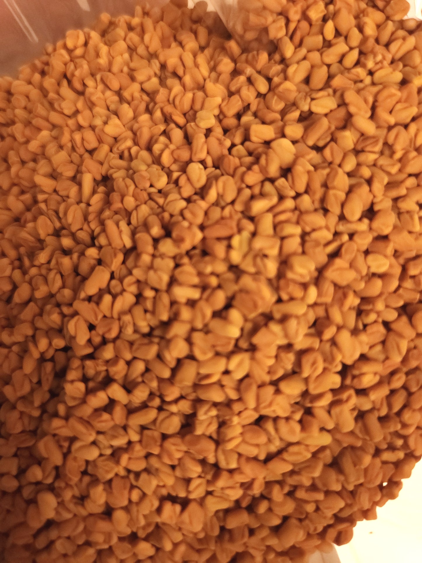Fenugreek