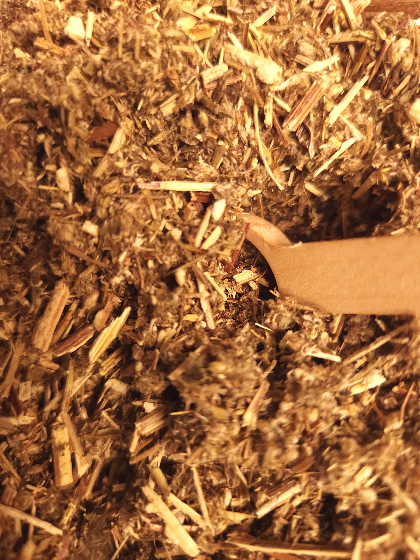 Mugwort (Artemisia vulgaris)