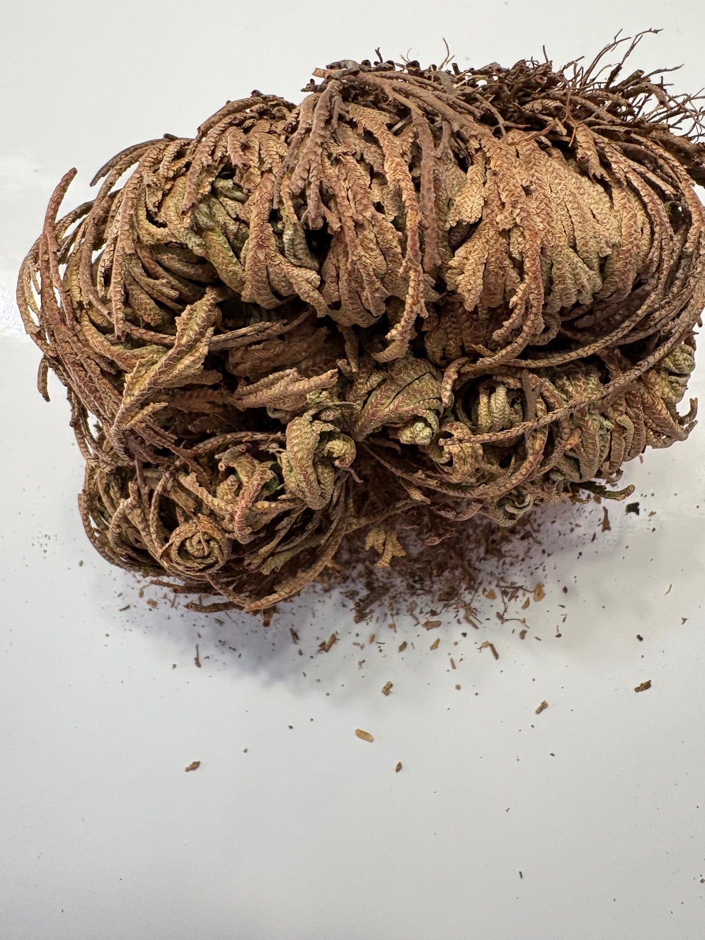 Rose of Jericho
