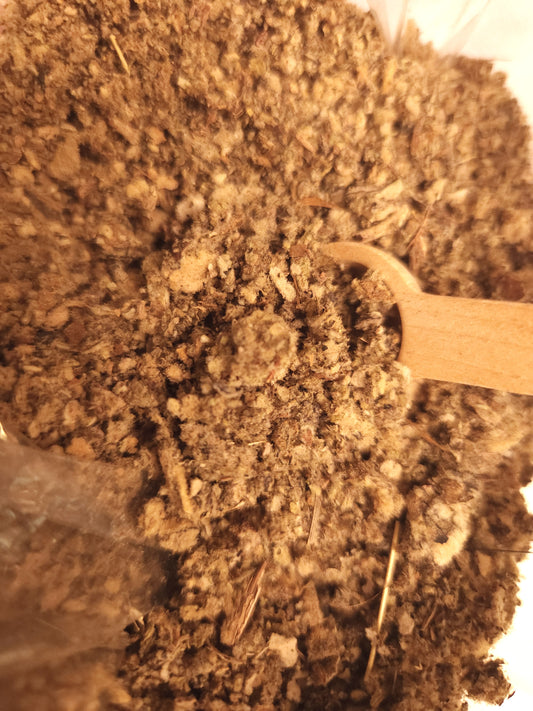 Mullein (Verbascum thapsus)