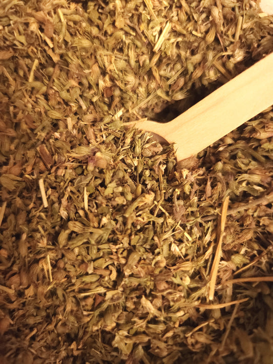 Catnip (Nepeta cataria)