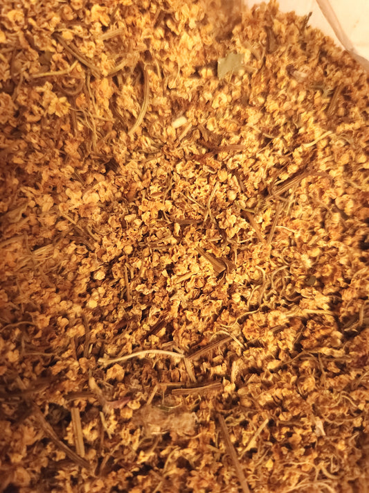 Elder Flower (Sambucus nigra)